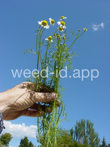 chamomile, wild